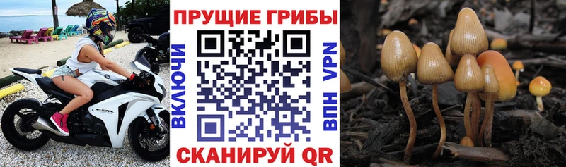 Галлюциногенные грибы MAGIC MUSHROOMS  цена наркотик  Мамоново 